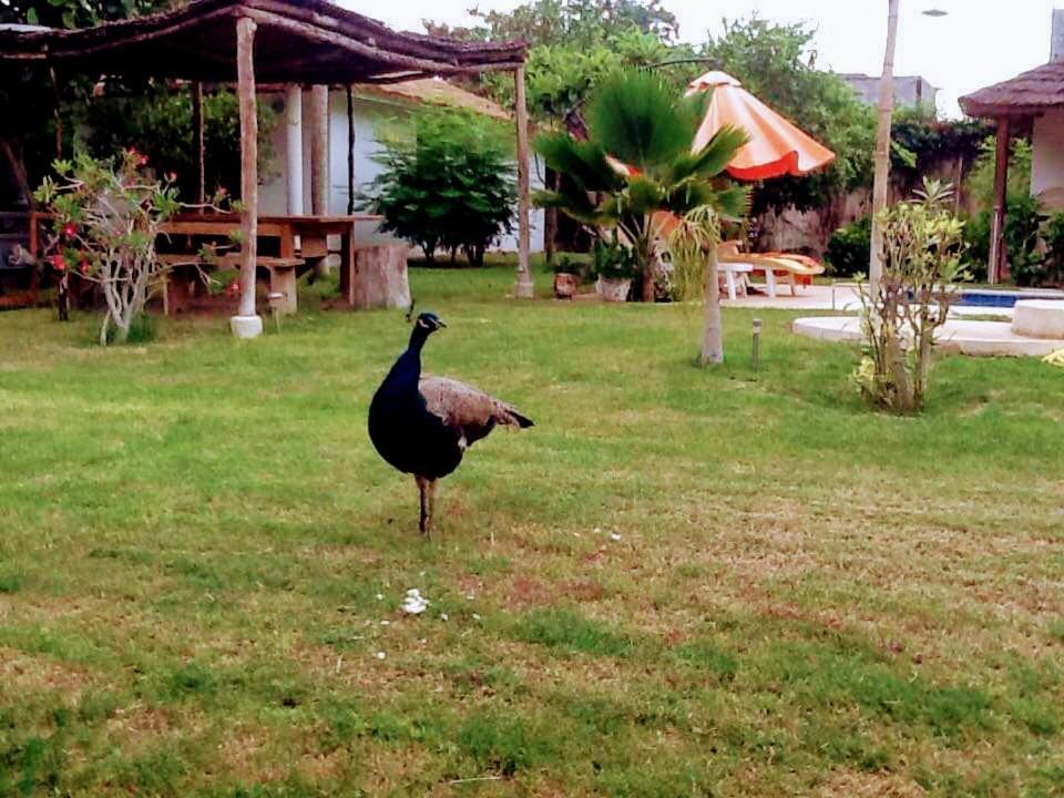 Jardin D'Afrique Hotel Saly Portudal Værelse billede