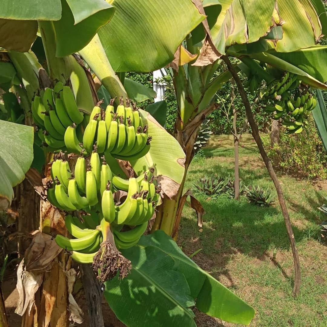 Jardin D'Afrique Hotel Saly Portudal Værelse billede